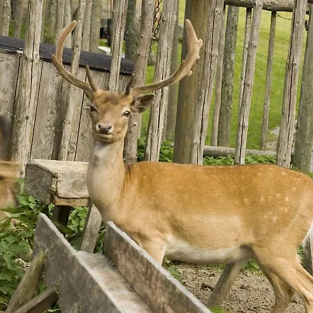 Agroturismo Walcherhof Ramsau am Dachstein