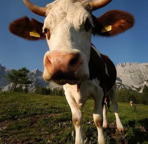 Walcherhof Ramsau am Dachstein